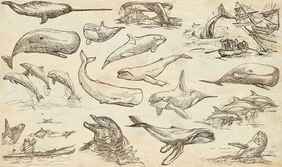 Fototapeta premium Cetaceans, Cetacea - An hand drawn pack, freehand sketching - full sized collection on od paper.