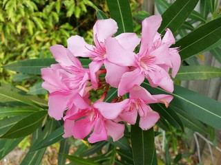 Pink oleander flowers in Florida nature, closeup