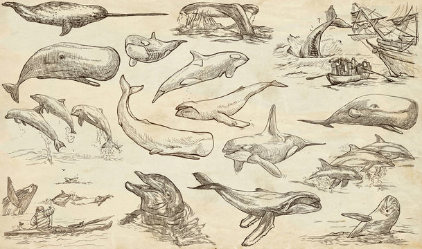 Cetaceans, Cetacea - An hand drawn pack, freehand sketching - full sized collection on od paper.