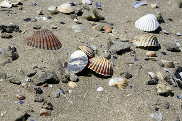 Muscheln am Strand