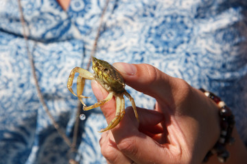Lady holding a young crab she just picked up from the bottom of the Wadden sea.