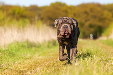 Neapolitan Mastiff on a meadow