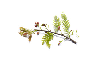 top view  tamarind leaf