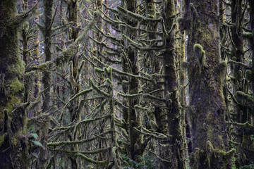 Rain Forest