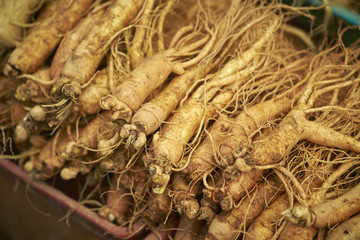 ginseng 
