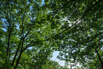 Fototapeta premium Forest of Tokyo - 東京 府中の森３