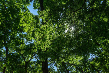 Fototapeta premium Forest of Tokyo - 東京 府中の森７