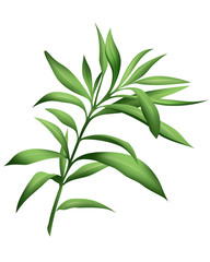 Green oleander's leaf