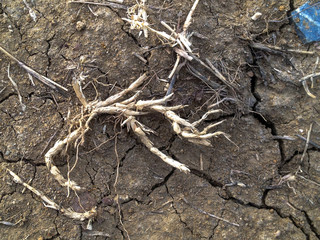 Crack soil on dry season