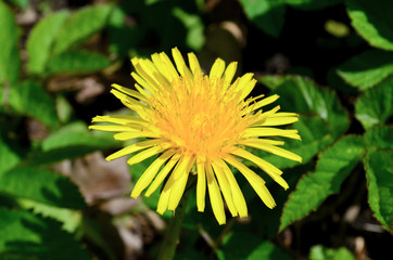 yellow spring flowers