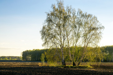 Birch tree stand alone in the plowed field in the rays of sun.