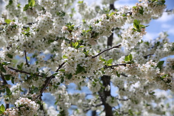 tree blossoms