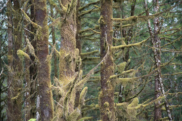 Rain Forest