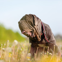 Neapolitan Mastiff on a meadow