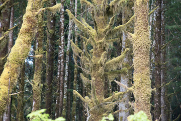 Rain Forest