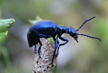 oil beetle 
