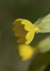 Fototapeta na wymiar yellow spring flowers