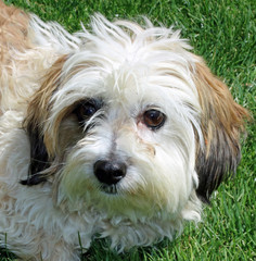 cute white and brown shitzu dog face