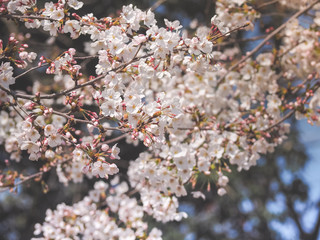 Beautiful White Sakura Flowers in Japan, Selective Focus with place your text