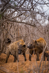 Two Hyenas in Bush, Kruger Park, South Africa, Africa