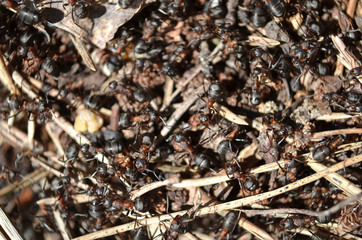 ant-hill makro