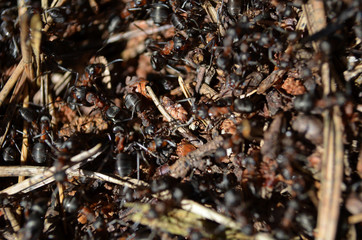 ant-hill makro