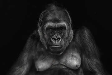 Close up of a female gorilla