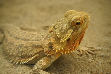 Bearded dragon ( lizard). Lizard on the sand.