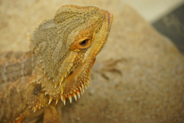 Bearded dragon ( lizard). Lizard on the sand.