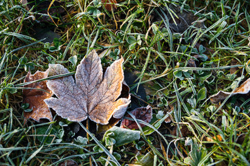 Mit Raureif bedeckte Blätter auf Wiese im Herbst