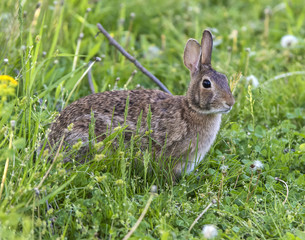 Rabbit