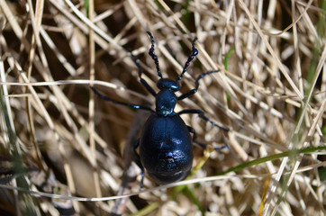 oil beetle 