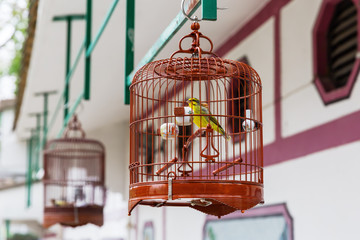 Obraz premium bird cage at bird market in Hong Kong