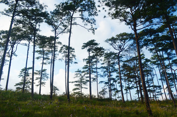 Obraz na płótnie Canvas Pine tree forest at Phu Soi Dao National Park, Thailand
