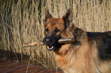 German shephard with stick