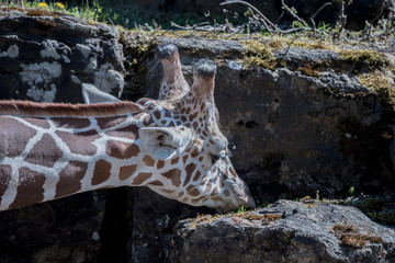 Giraffe bei der Nahrungssuche © Kostas Koufogiorgos