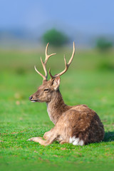 Naklejka na ściany i meble Beautiful deer with horn on green field