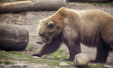Obraz na płótnie Canvas Walking grizzly bear