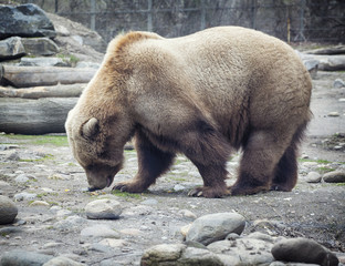 Walking grizzly bear