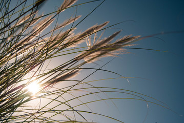 Obraz premium Sunlight