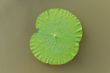 details of  green lotus leaves over water