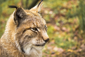 Luchs