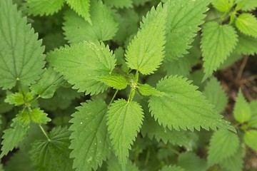 Nettle
