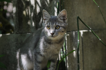 Obraz premium ブロック塀ねこ