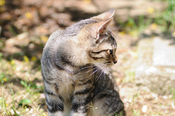 そっぽ向きねこ