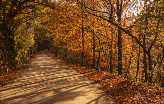 Fototapeta Autumn