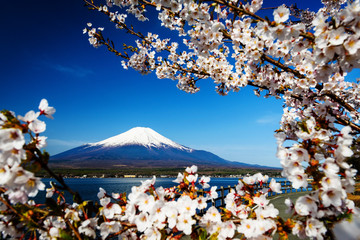Naklejka premium sakura or cherry blossom with Mt. Fuji