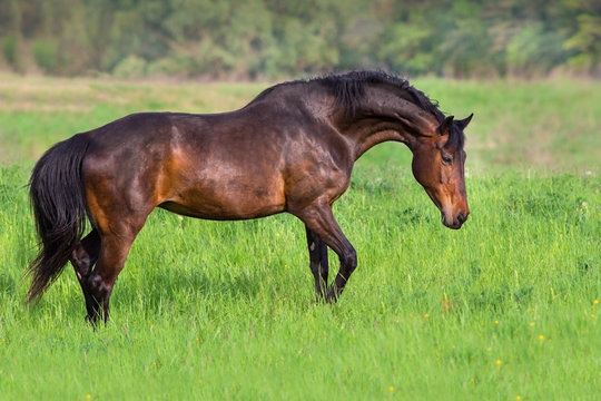 Bay horse in spring pasture