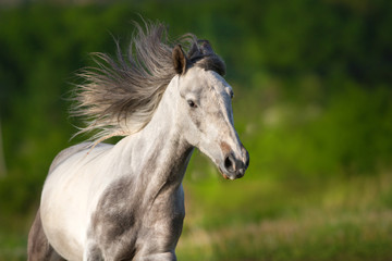 Obraz na płótnie Canvas White piebald horse with long mane run gallop in green meadow