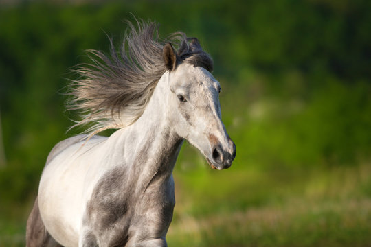White piebald horse with long mane run gallop in green meadow
